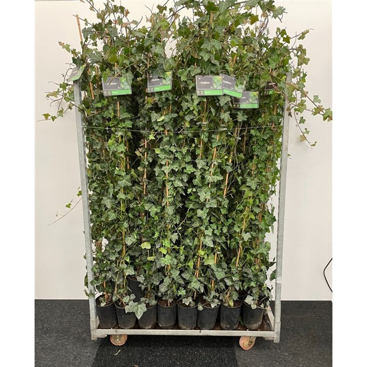 Murgröna – Hedera hibernica - C2 175-200 CM Stick